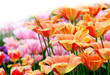 Tulips background