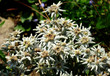Edelweiss