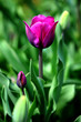Foto: Lila Tulpen blühen im Garten Lila Tulpen blühen im Garten