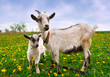 Beautiful summer landscape with a goat and kid