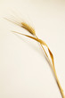 grano