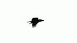 Crow Flying Animation