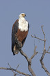 African fish eagle in a dead tree African fish eagle in a dead tree