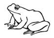 Frog vector