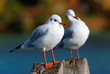 Duo de mouettes