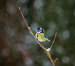 Blue Tit in Snow