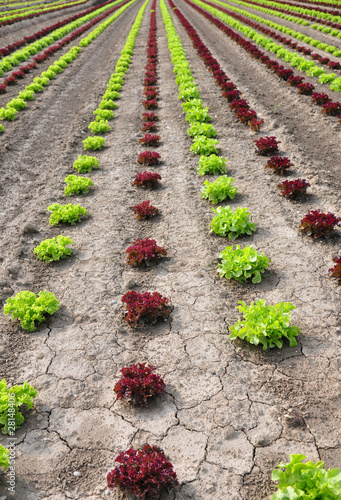 Photo: Feld mit Salat Feld mit Salat