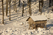 Winter pasturage