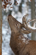 Rothirsch, Red deer, Cervus elaphus