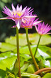 Thailand 5697