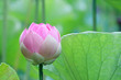 Lotus (Nelumbo)