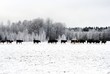 schwarz weisser Horizont