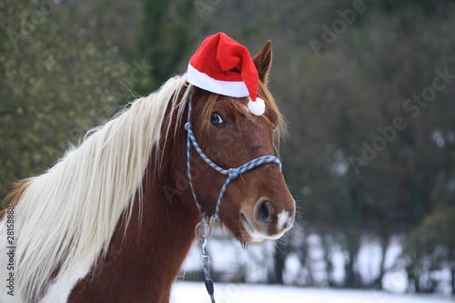 Foto: Poney de Noel Poney de Noel