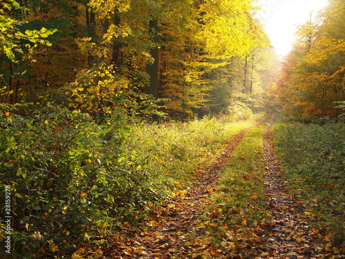 Foto: Herbstwald Herbstwald