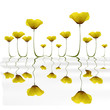Coquelicots Jaunes