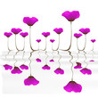 Coquelicots violets