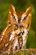 Angry Screech Owl Glare Angry Screech Owl Glare