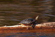 Wild Painted Turtle Sunning Himself On Log