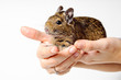 Degu on hand isolated on white background