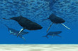 Whale Swim