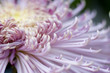 Chrysanthemum