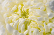 Chrysanthemum