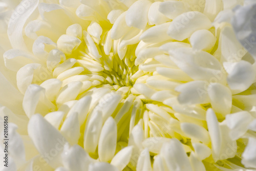 Photo: Chrysanthemum Chrysanthemum