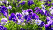 flower flower