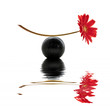 Fleur rouge, équilibre zen