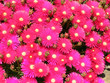 fleurs de Ficoïdes roses