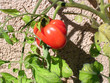 plant de tomate sur un mur
