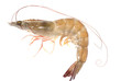 fresh shrimp