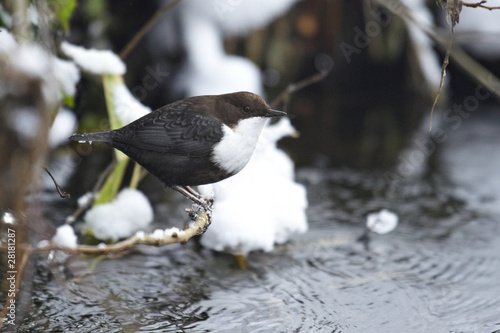 Photo: white-throated Dipper (Cinclus cinclus) white-throated Dipper (Cinclus cinclus)