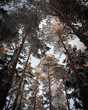Evergreen trees in winter