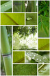 composiion nature