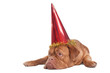 Puppy celebrating birthday