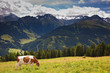 Foto: Cows pasturing on meadows high in the mountains Cows pasturing on meadows high in the mountains