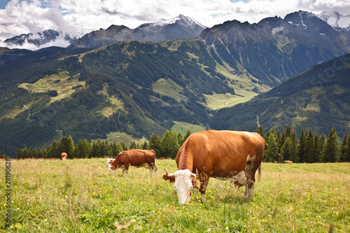 Foto: Cows pasturing on meadows high in the mountains Cows pasturing on meadows high in the mountains