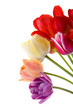 Beautiful bouquet of tulips
