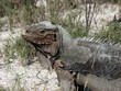 Iguane a la mouche