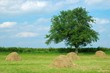 Foto: Summer Landscape Summer Landscape