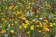 Sommerwiese 1