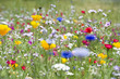 Sommerwiese 2