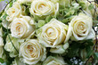 weiße Rosen