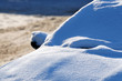 Snow on car