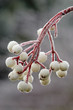 Sorbus Hupehensis covered in frost