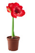 Amaryllis