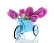 purple tulips in a blue Dutch bycicle isolated over white purple tulips in a blue Dutch bycicle isolated over white