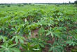 Manioc
