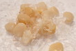 kammmuscheln